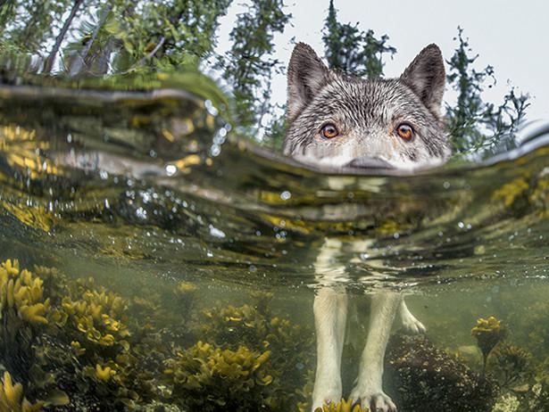 1450381765_01-wolf-in-lake-615.jpg