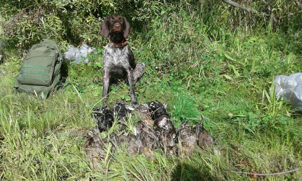 Бакси тетерев.jpg