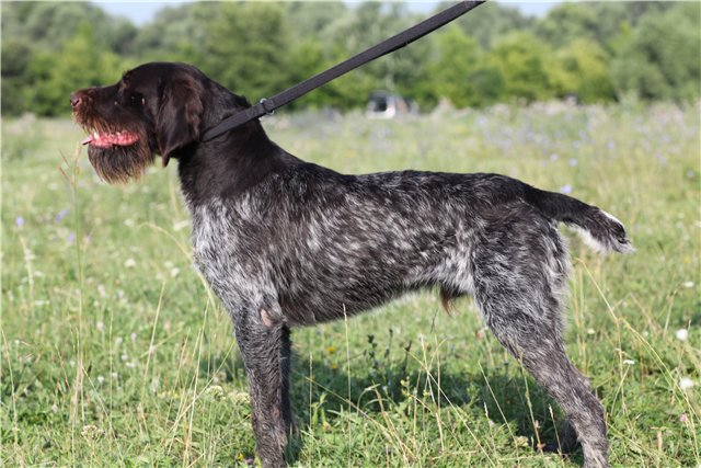 Даго профиль.jpg