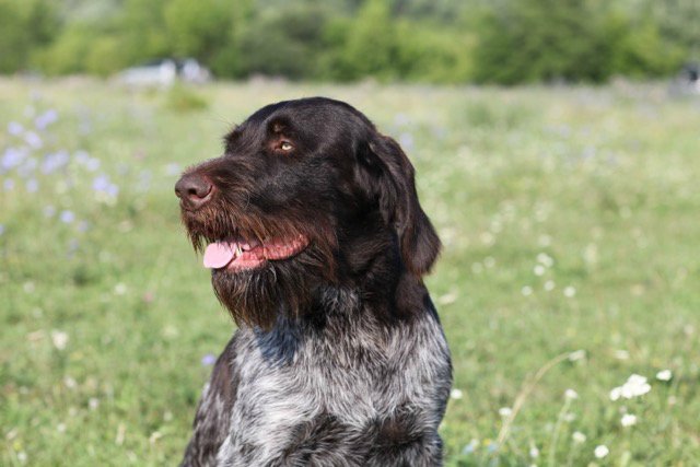 Даго анфас.jpg