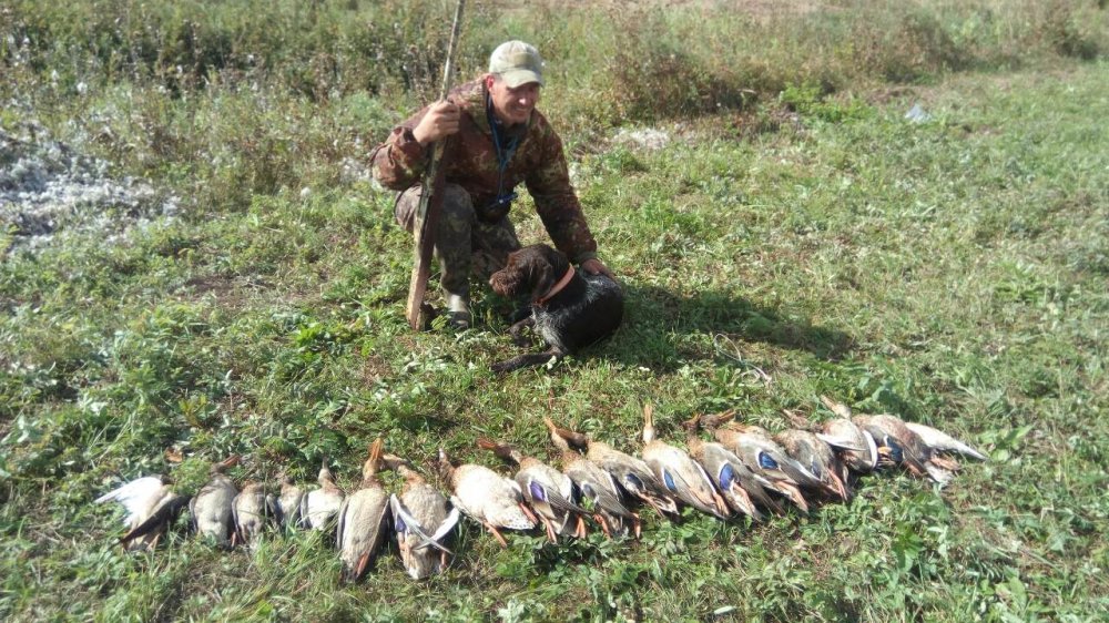 Бакси утки.jpg