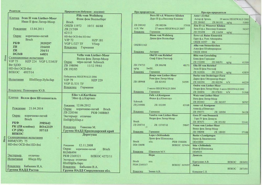 родословная щен.JPG