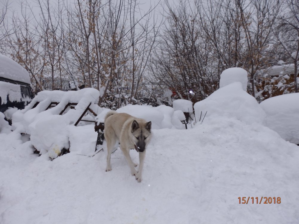 Волчёк (3).JPG