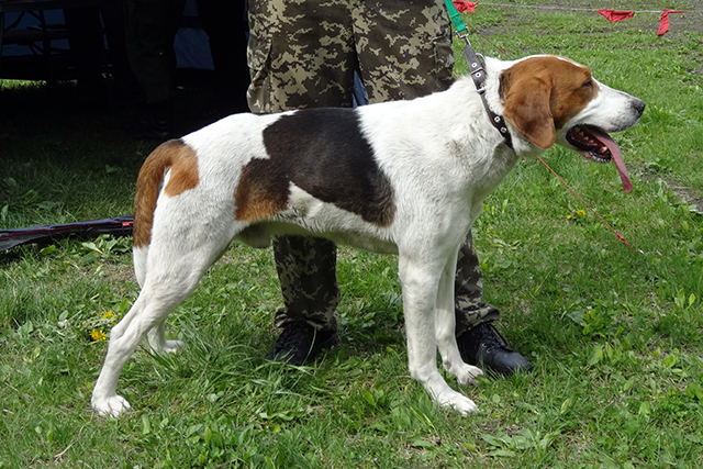 задор, Шмурылин06727.JPG