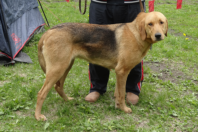 певунья стариков06964.JPG