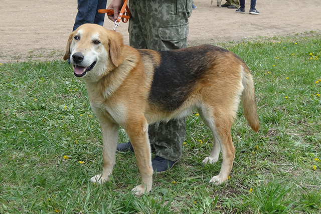 туман степаненко06961.JPG