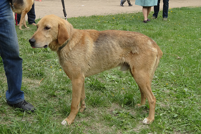 рокот станкевичC07000.JPG