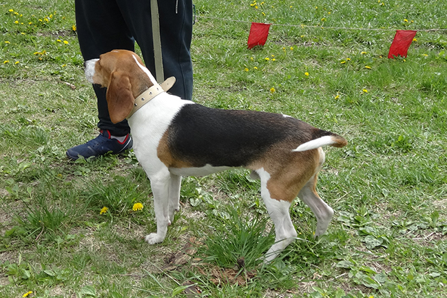 б-арчи кузин06794.JPG