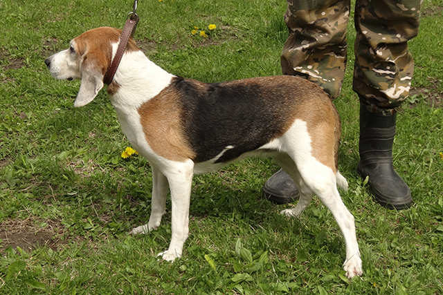 айва гармаш06770.JPG