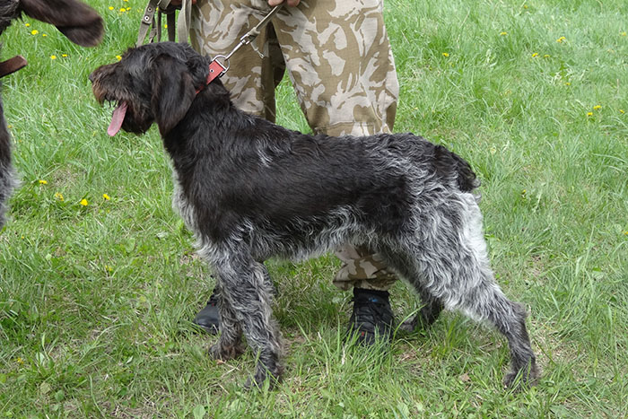 джесси горшков 06816.JPG