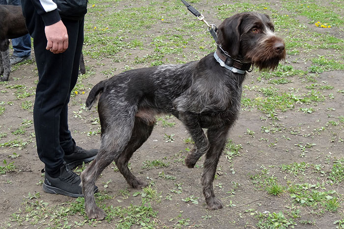 н-харт казаков 6973.JPG