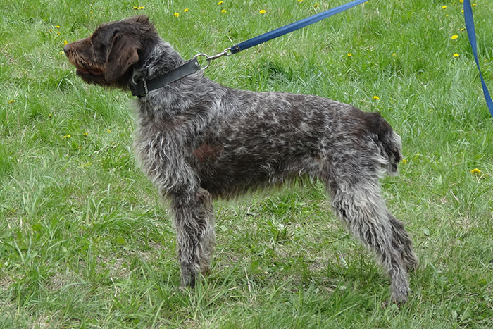 чара петров6981.JPG