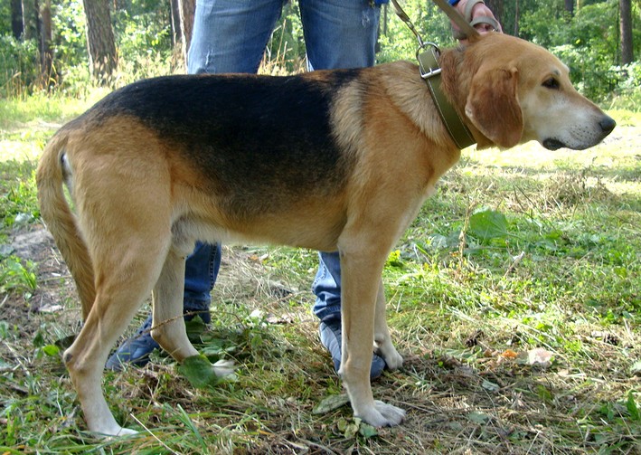 Талаш 3 ЛюстЕГ.jpg