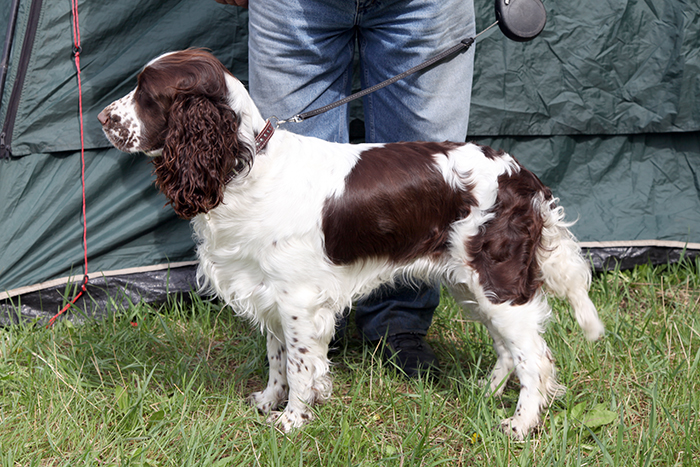 Спрингсиб Вита_1667.JPG