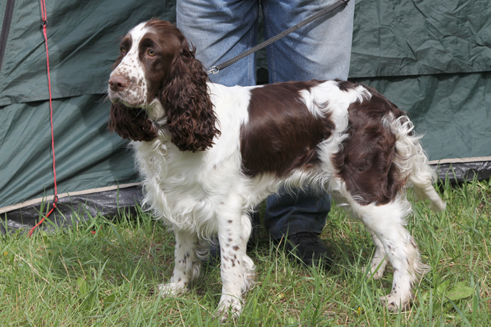 Спрингсиб Вита_1668.JPG