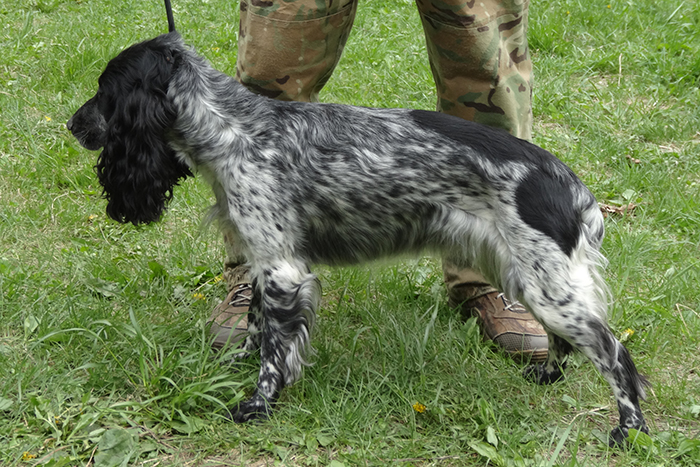 коррида 6998.JPG