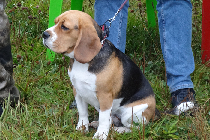 гардения 8038.JPG