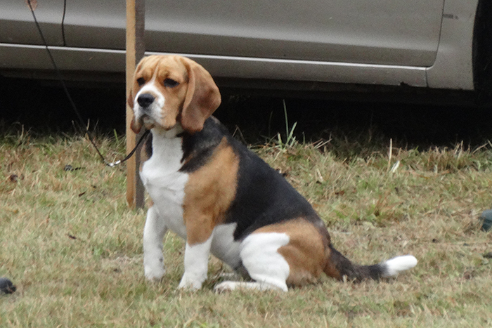 гардения 8065.JPG