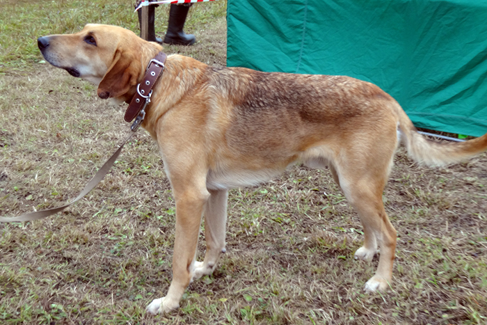 аргос рыжков8232.JPG