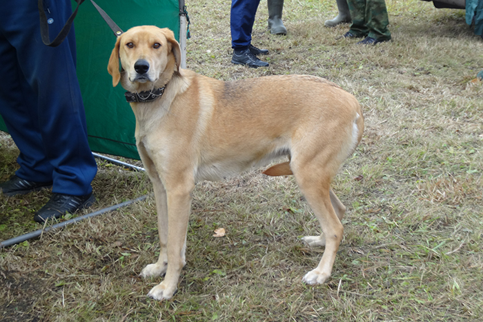 чара копаницин08206.JPG