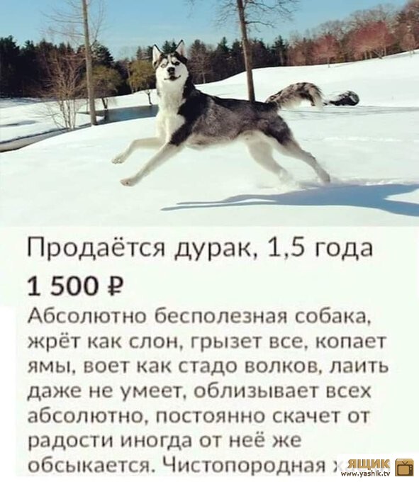 хаски.jpg