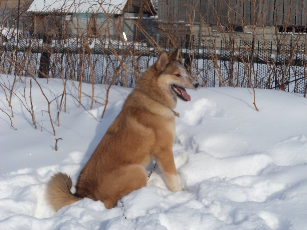 Шишка фото1.JPG