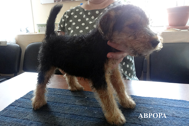 аврора 936.JPG