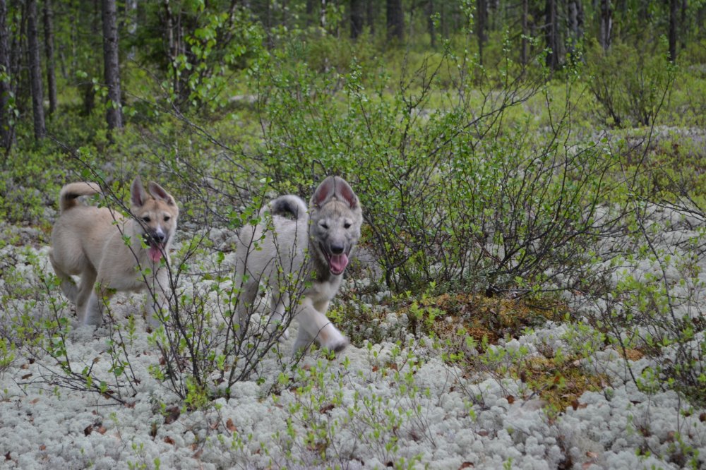 Матай, Учур.jpg