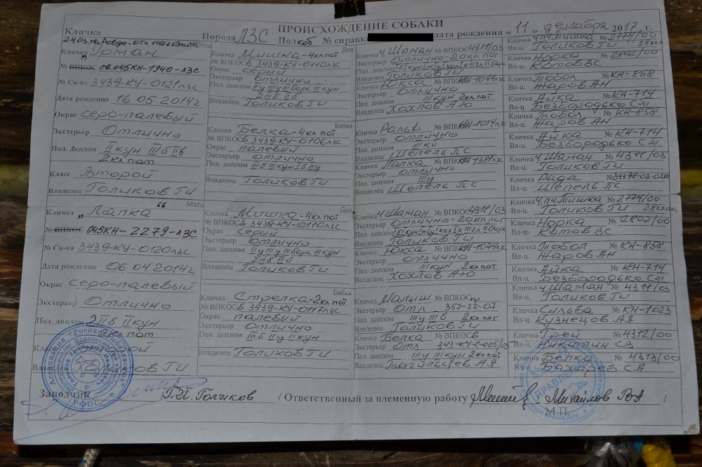 Шустрый (Обор) Кобель22.jpg