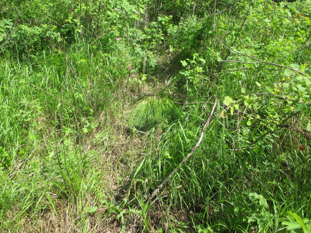 IMG_3925.JPG