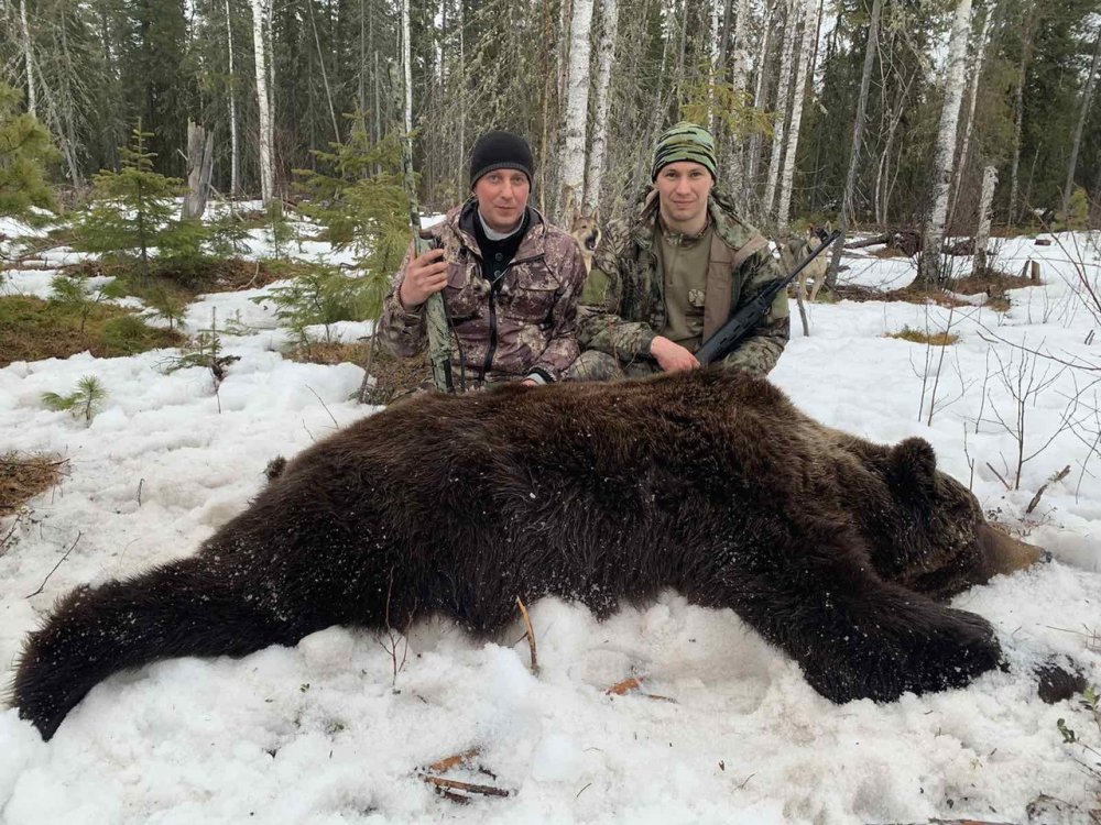 Охота на овсах на медведя 2020. Охота с лайкой на медведя Сибирский охотник. Охота на медведя с в тайге в Сибири. Охота на медведя Берлога Сибирь. Берлога охотника