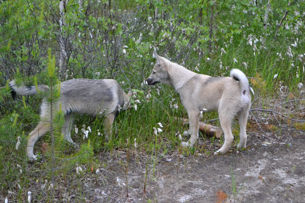 Чукен, Учур.jpg