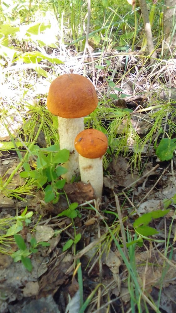 WhatsApp Image 2020-08-29 at 12.21.39.jpeg