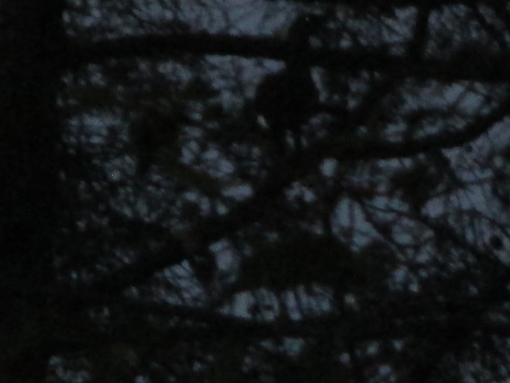 IMG_4220.JPG