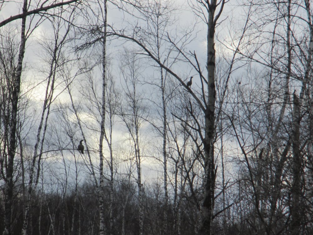 IMG_4468.JPG