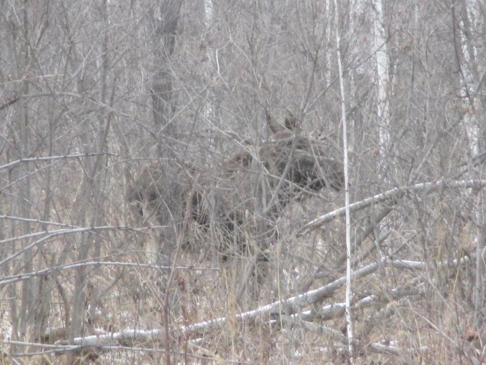 IMG_4529.JPG