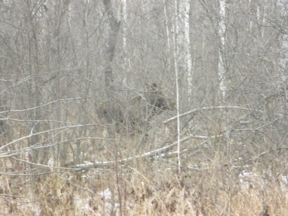 IMG_4526.JPG