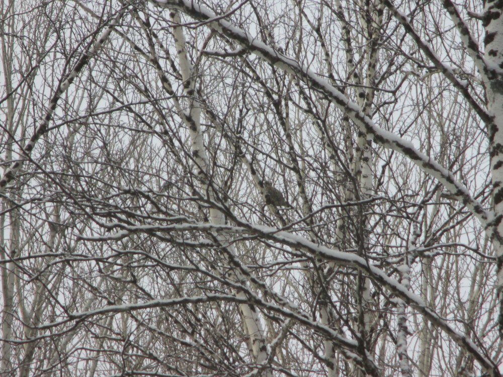 IMG_4616.JPG