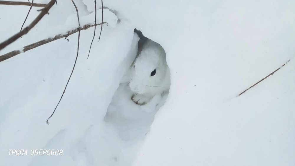 Новогодний заяц  20.10.000.jpg