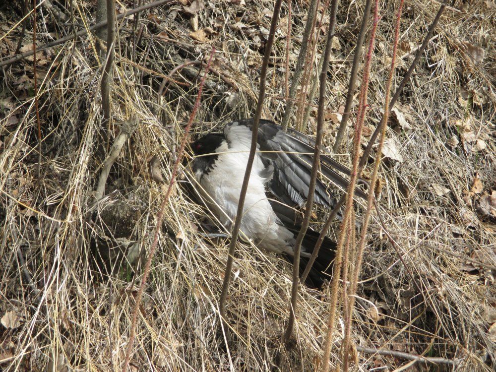 IMG_4890.JPG