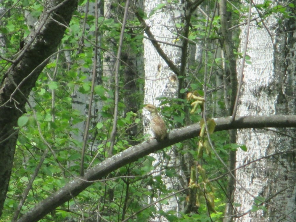 IMG_4942.JPG