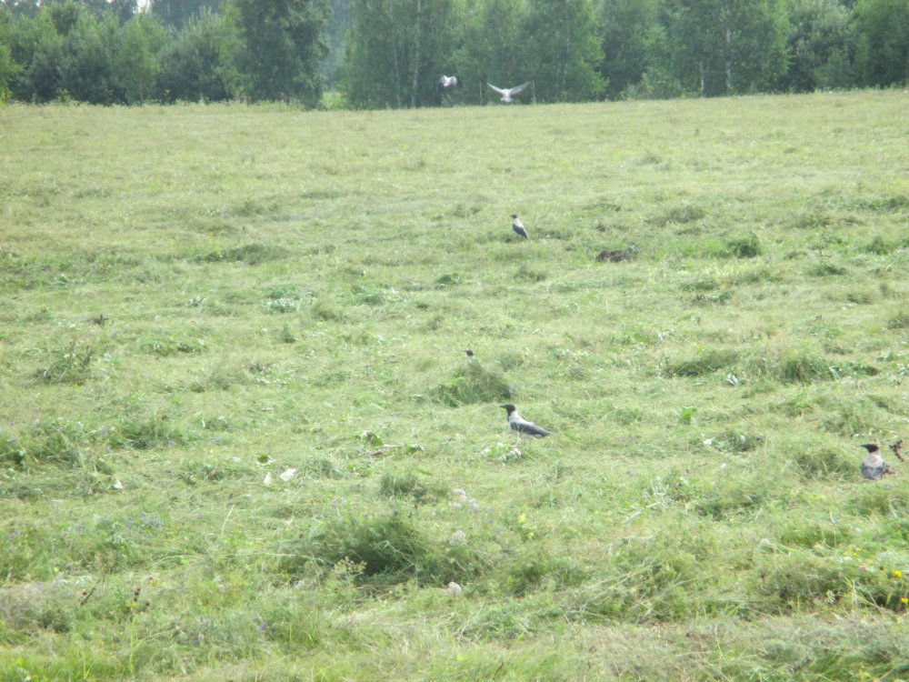 IMG_4984.JPG