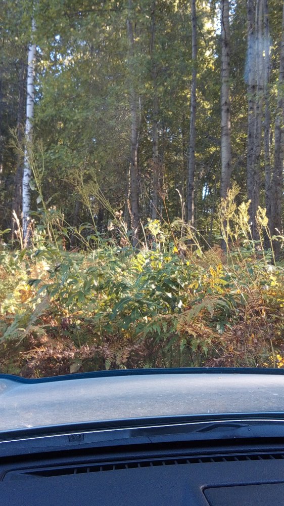 IMG-20210904-WA0045.jpeg
