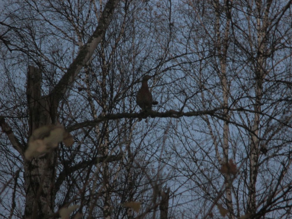 IMG_5077.JPG