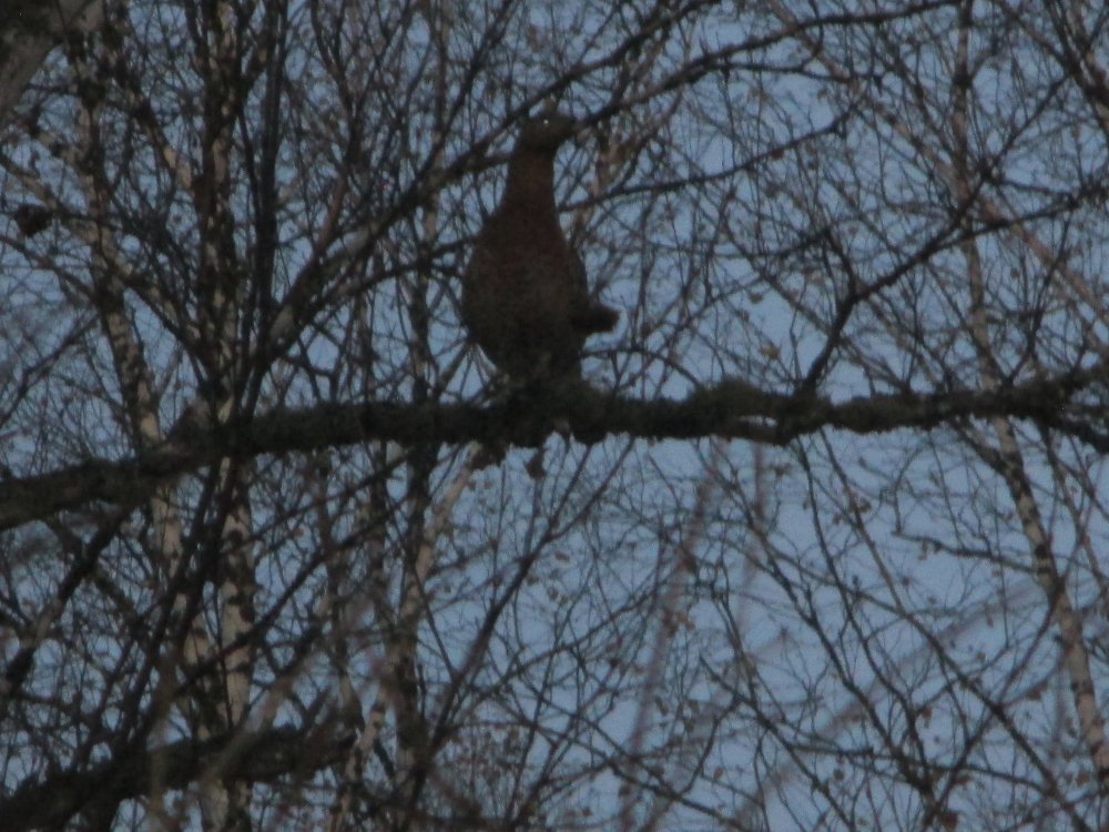 IMG_5078.JPG