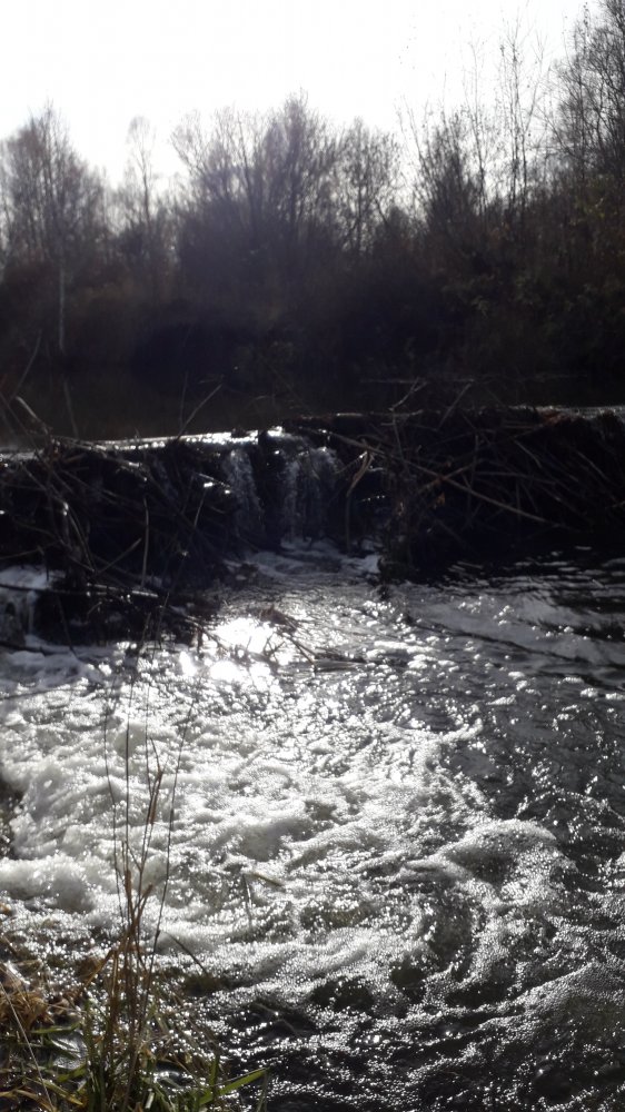IMG-20211011-WA0029.jpeg