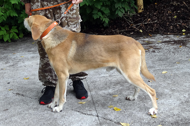 гобой Степаненко1961.JPG