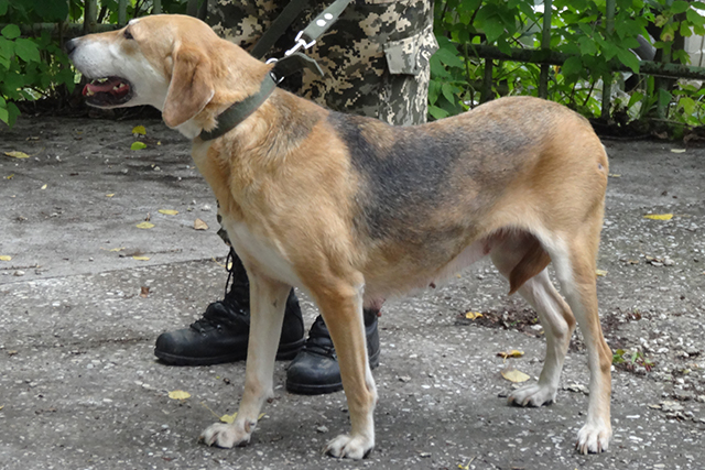 будишка Кучерявенко994.JPG