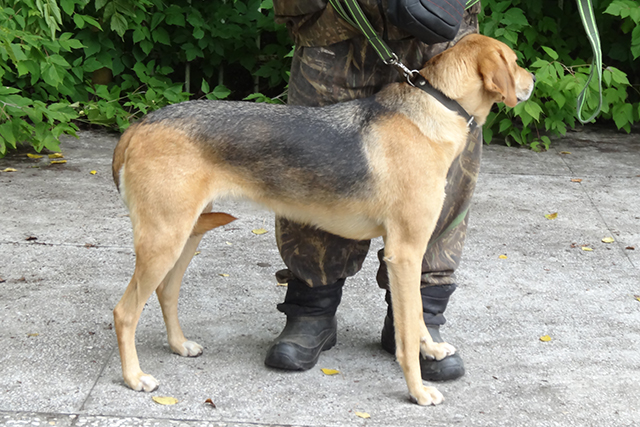 Шнырка Глазков989.JPG