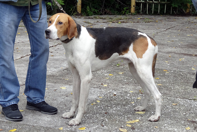 сигнал-малыш цебориус1933.JPG